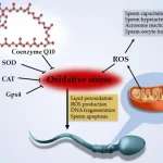 How Much Coenzyme Q10 for Fertility: Understanding the Right Dosage and Benefits