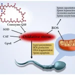 Kiom da Koenzimo Q10 por Fekundeco: Kompreni la Ĝustan Dozon kaj Avantaĝojn