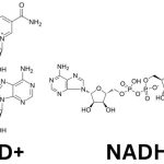 NADH vs NAD