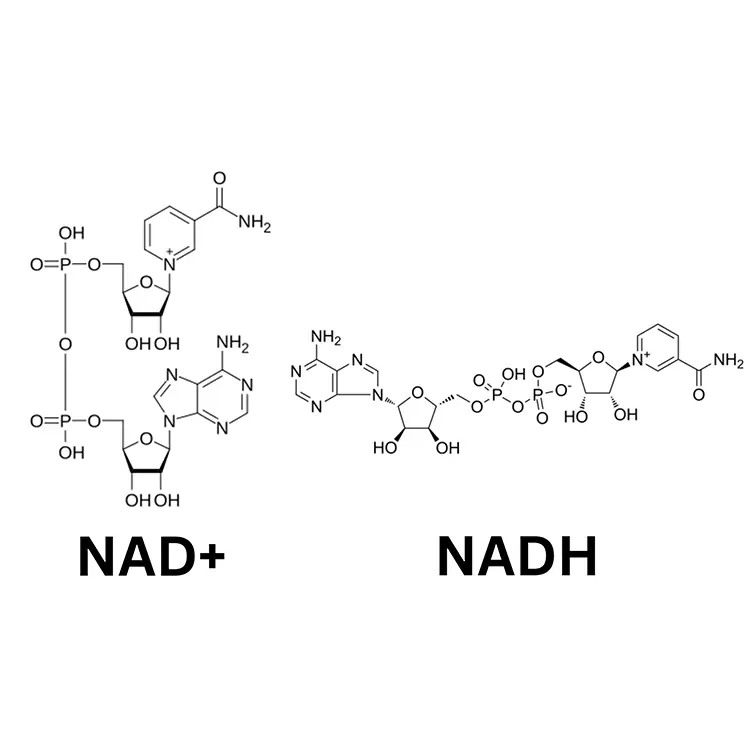 NADH vs NAD+