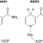 Wat is nad+ en nadh?