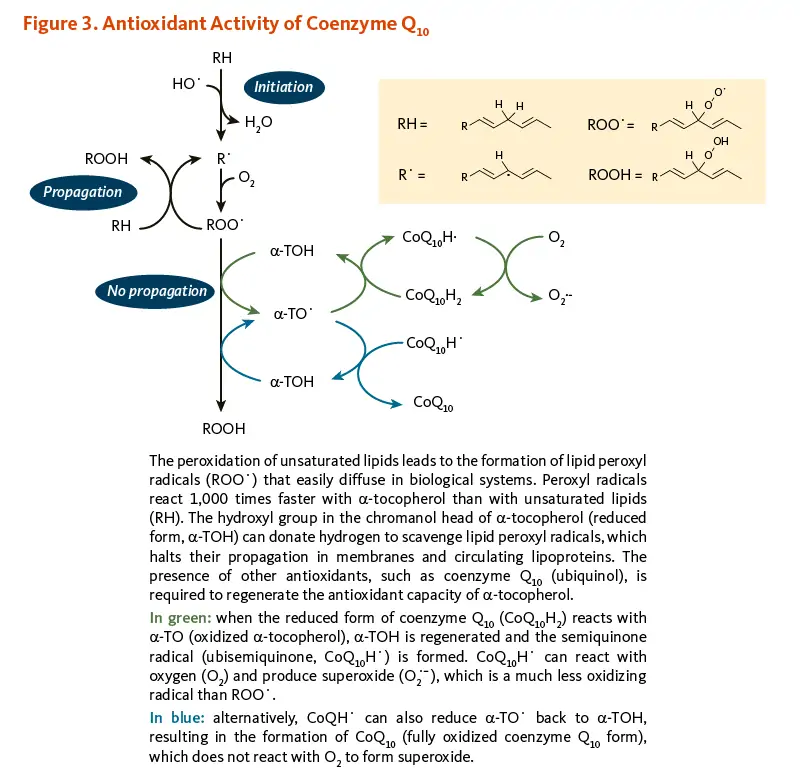 Antioxidant Activity of Coenzyme Q10