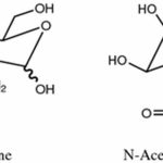 Glucosamine and N-Acetylglucosamine