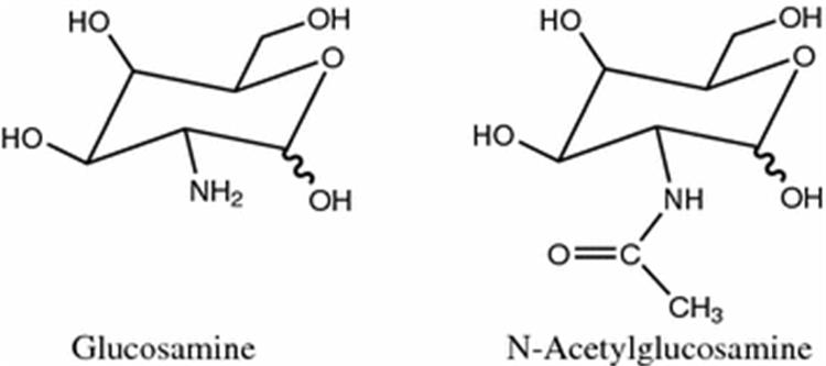 Glucosamine and N-Acetylglucosamine