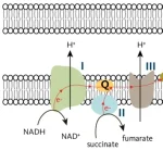 How Does Coenzyme Q10 Produce Energy