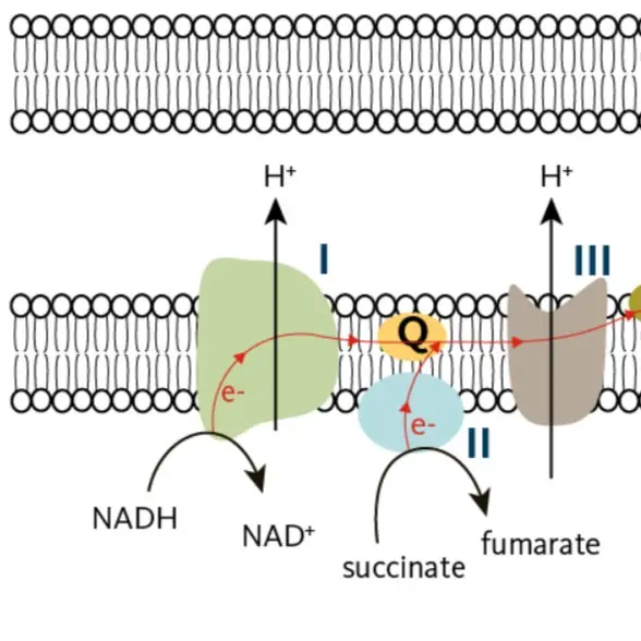 How Does Coenzyme Q10 Produce Energy