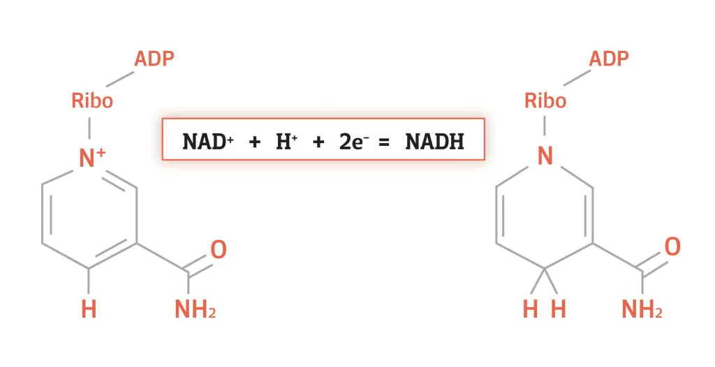 NAD and NADH NAD and NADH