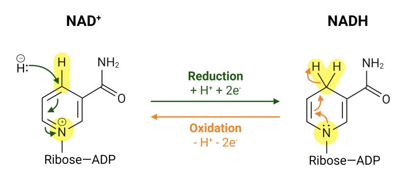 nad+ become nadh
