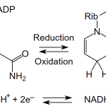 Is NADH Reduced or Oxidized?