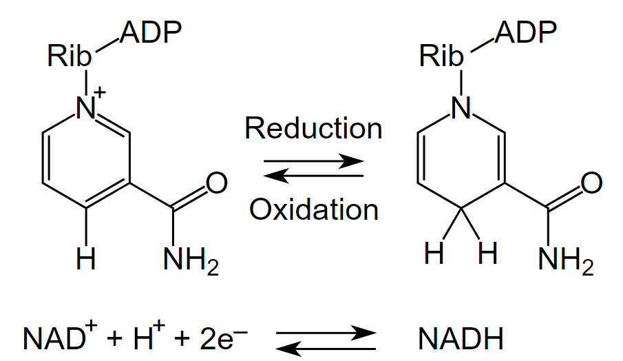 Is NADH Reduced or Oxidized