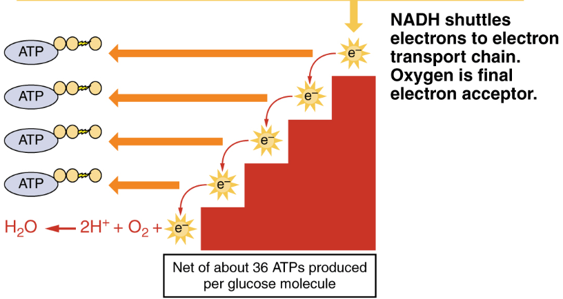 NADH shuttleselectrons to electrontransport chain.