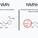 NMNH vs NMN: Which NAD+ Precursor Is the Future-Proof for Your Supplement Brand?