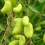 Griffonia simplicifolia