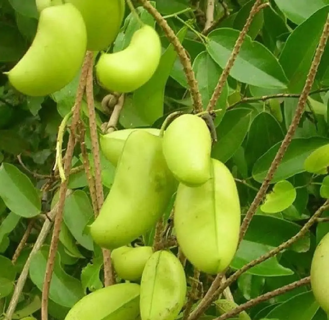 Griffonia simplicifolia